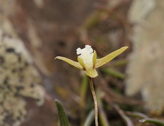 Dendrobium striolatum