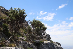 Brunia sphaerocephala