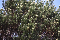 Brunia sphaerocephala