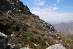 Brunia sphaerocephala