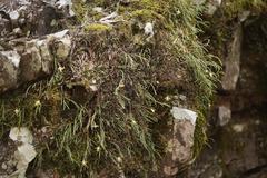 Dendrobium striolatum