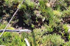 Brunia sphaerocephala