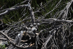 Brunia sphaerocephala