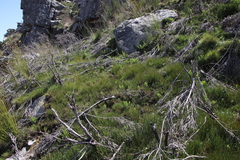 Brunia sphaerocephala