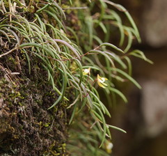 Dendrobium striolatum