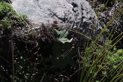 Hermas ciliata