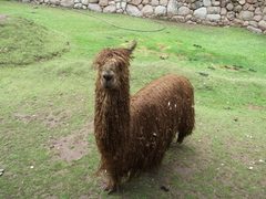 Vicugna pacos