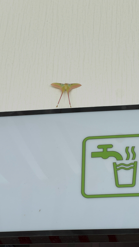 Chinese Moon Moth