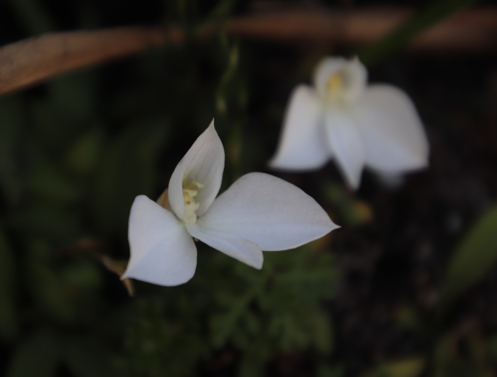 Disa virginalis