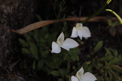 Disa virginalis
