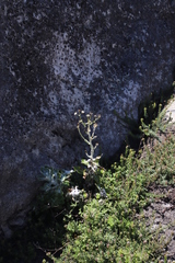 Oresbia heterocarpa