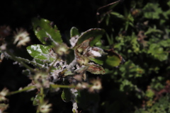 Oresbia heterocarpa
