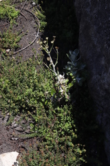 Oresbia heterocarpa