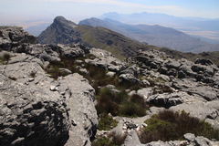 Askidiosperma andreaeanum