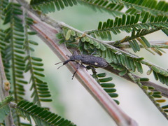 Rhinotia bimaculata