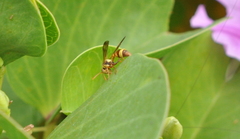 Ropalidia fasciata