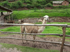 Lama glama