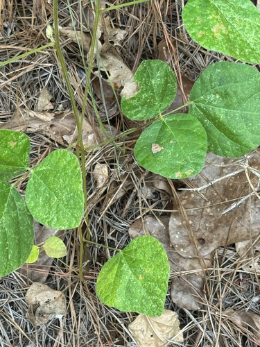 Broad-leaf snoutbean (Rhynchosia latifolia)