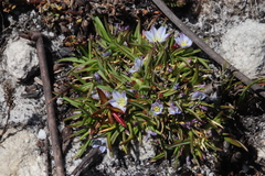 Caesia capensis