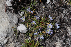 Caesia capensis