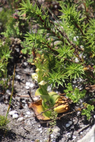 Image of Slanghoek Satyre by (c) Tony Rebelo, some rights reserved (CC BY-SA)