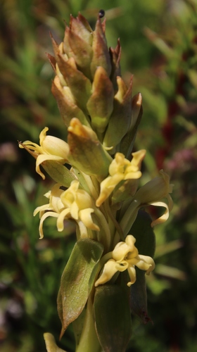 Image of Slanghoek Satyre by (c) Tony Rebelo, some rights reserved (CC BY-SA)