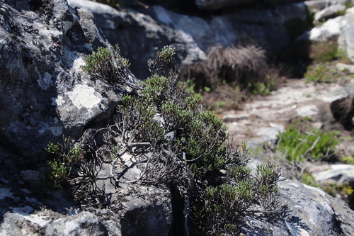 Brunia angulata (Brunia angulata)