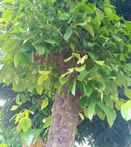 Buko (Gnetum gnemon)