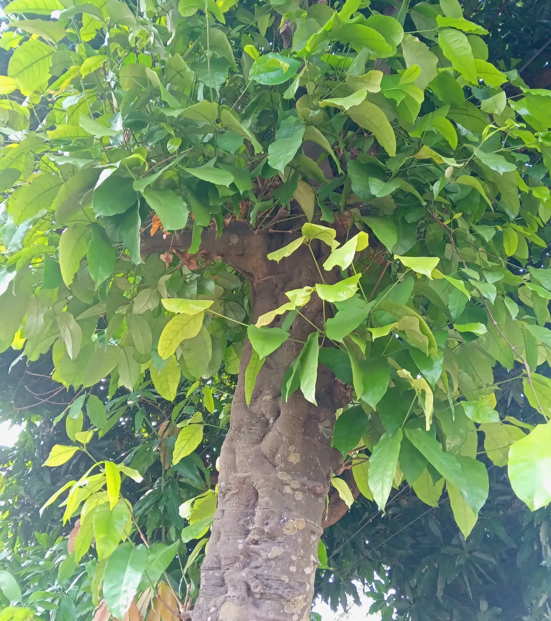 Buko (Gnetum gnemon)