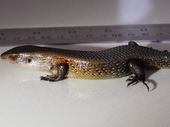 Eutropis multifasciata