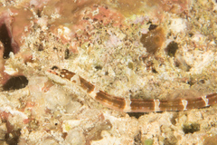 Corythoichthys amplexus