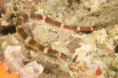 Corythoichthys amplexus