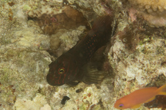 Cirripectes stigmaticus