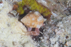 Pagurixus