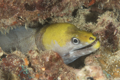 Gymnothorax rueppelliae