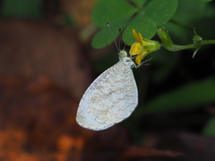 Leptosia nina niobe