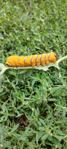 Death's Head Hawkmoth