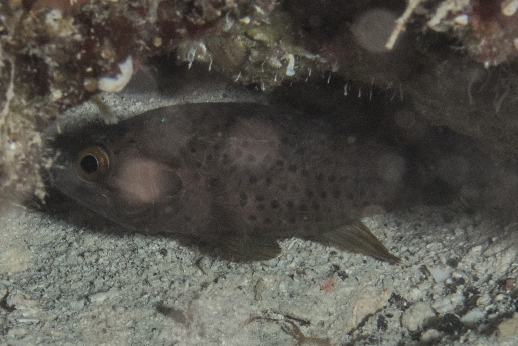 Dotted Cardinalfish
