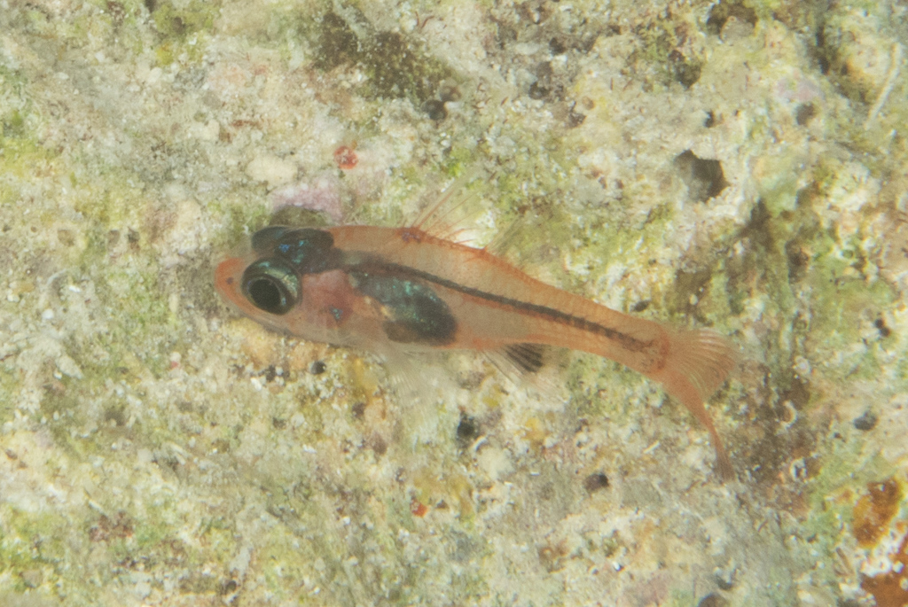 Glassy Cardinalfish