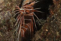 Pterois radiata