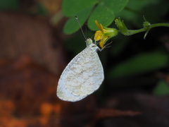 Leptosia nina niobe