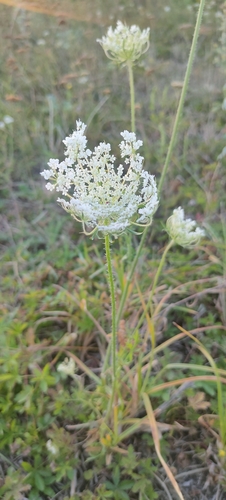 wild carrot