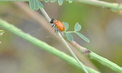 Coptocephala pallens