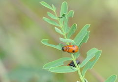 Coptocephala pallens