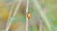 Coptocephala pallens