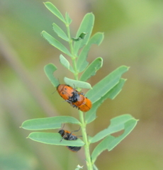 Coptocephala pallens
