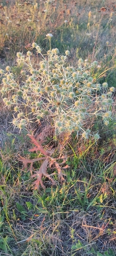 Field Eryngo