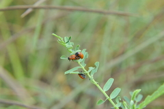 Coptocephala pallens