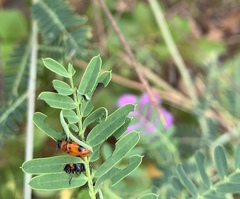 Coptocephala pallens