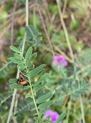 Coptocephala pallens